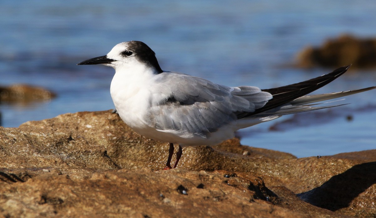 Common Tern - Thalia and Darren Broughton