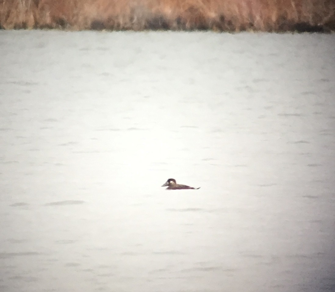 Surf Scoter - ML503164851