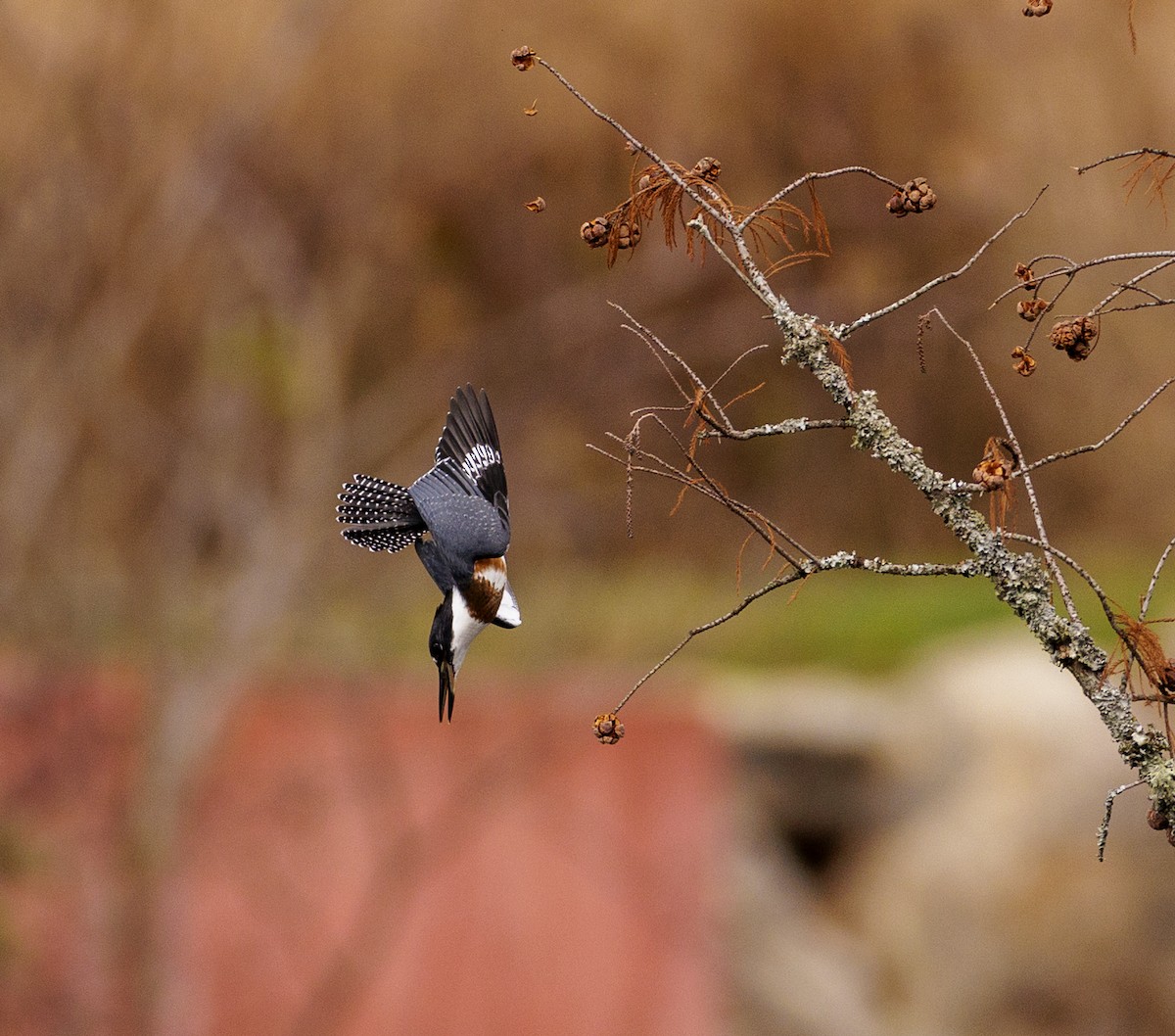 Belted Kingfisher - ML503168381