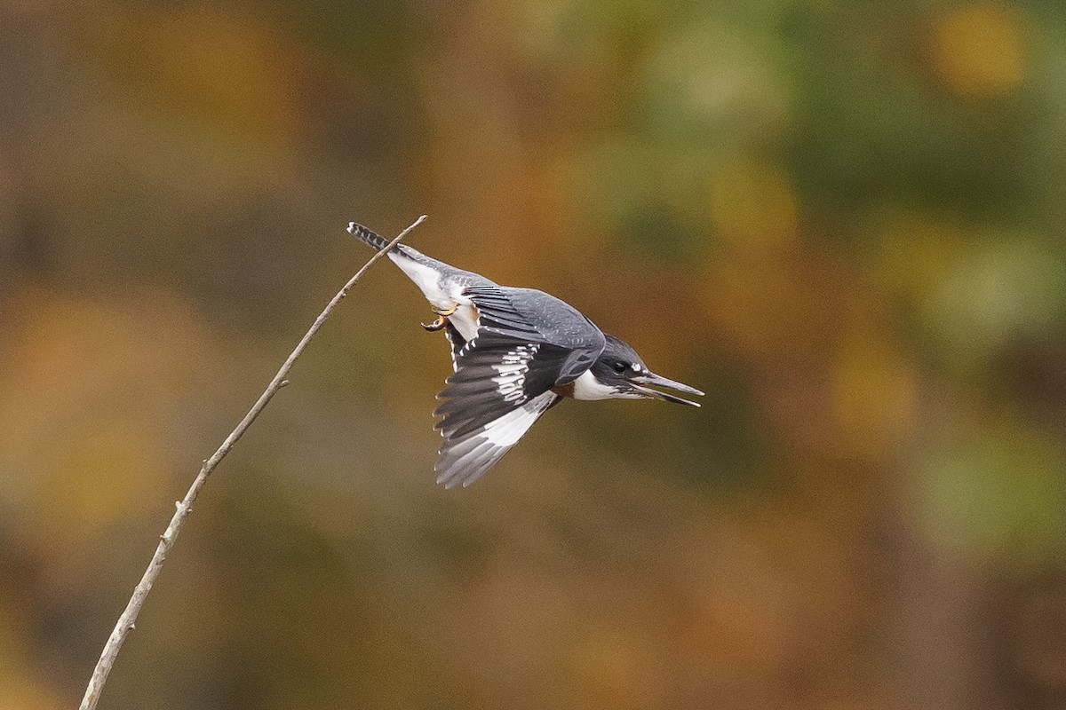 Belted Kingfisher - ML503168391