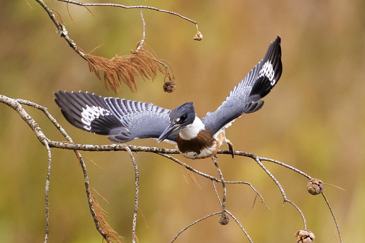 Belted Kingfisher - ML503168401