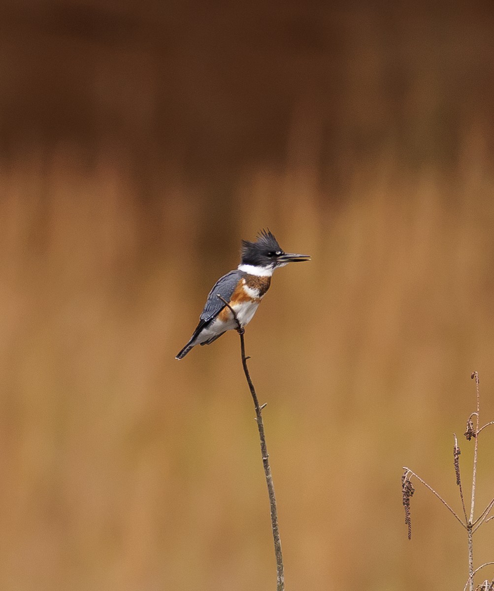 Belted Kingfisher - ML503168411