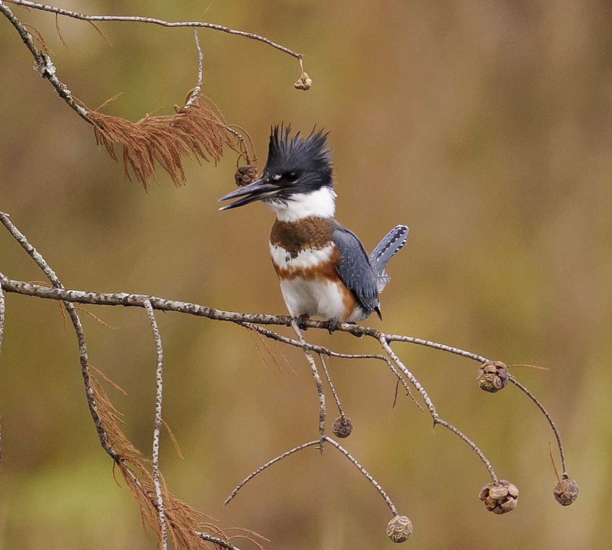 Belted Kingfisher - ML503168421