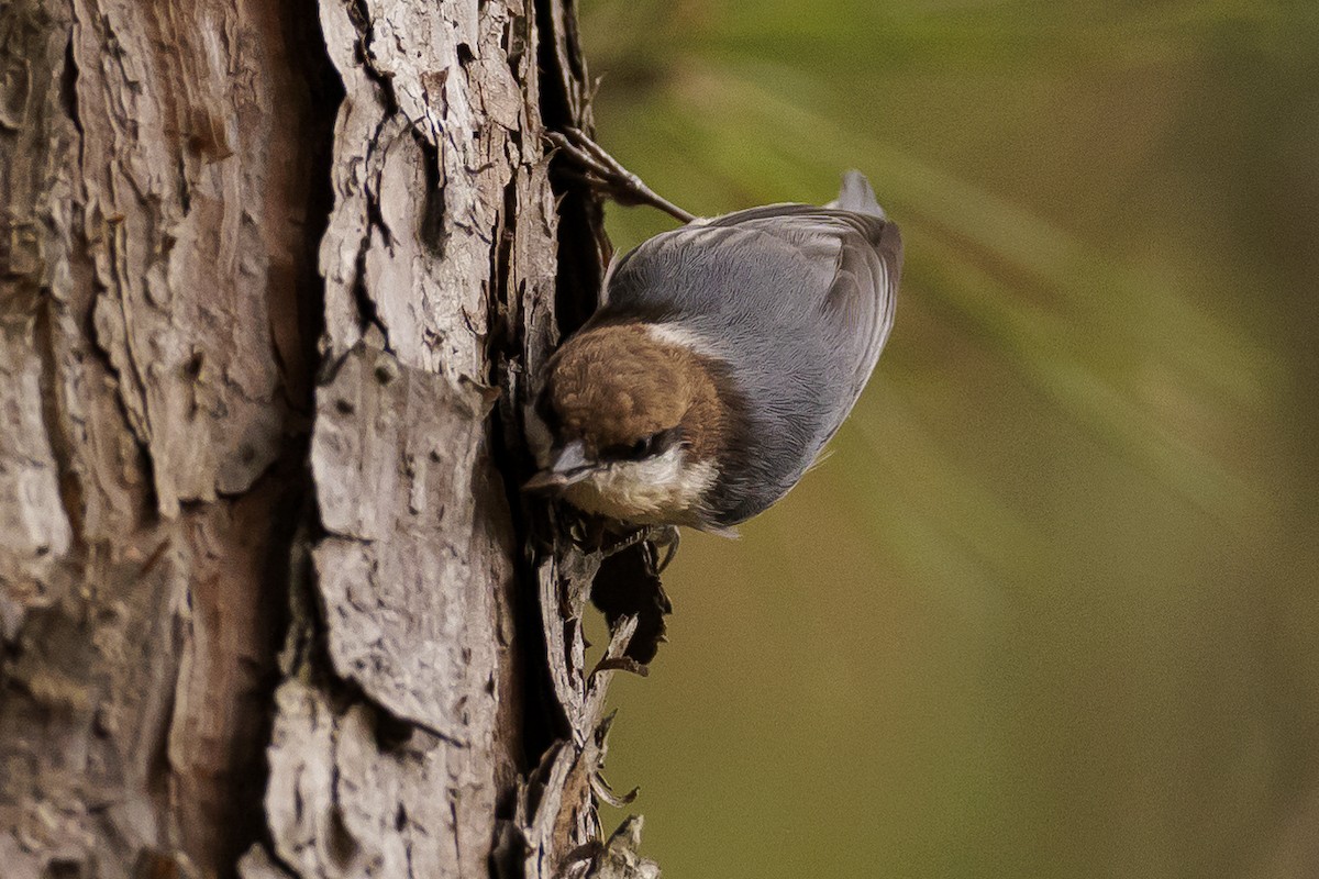 Brown-headed Nuthatch - ML503168611