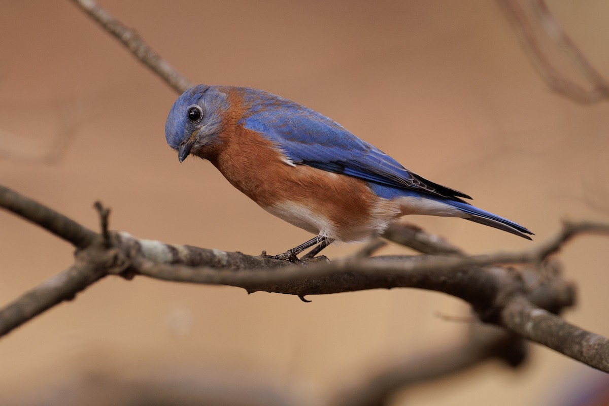 Eastern Bluebird - ML503168641