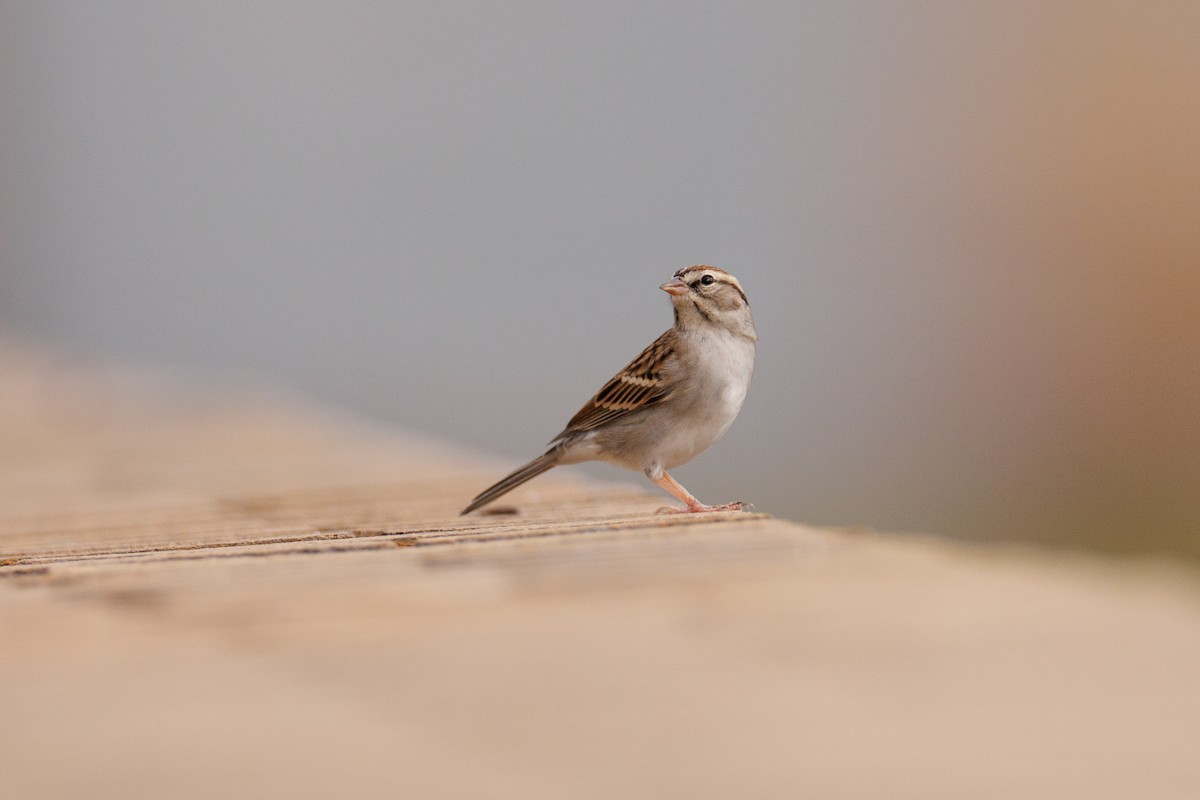 Chipping Sparrow - ML503168751