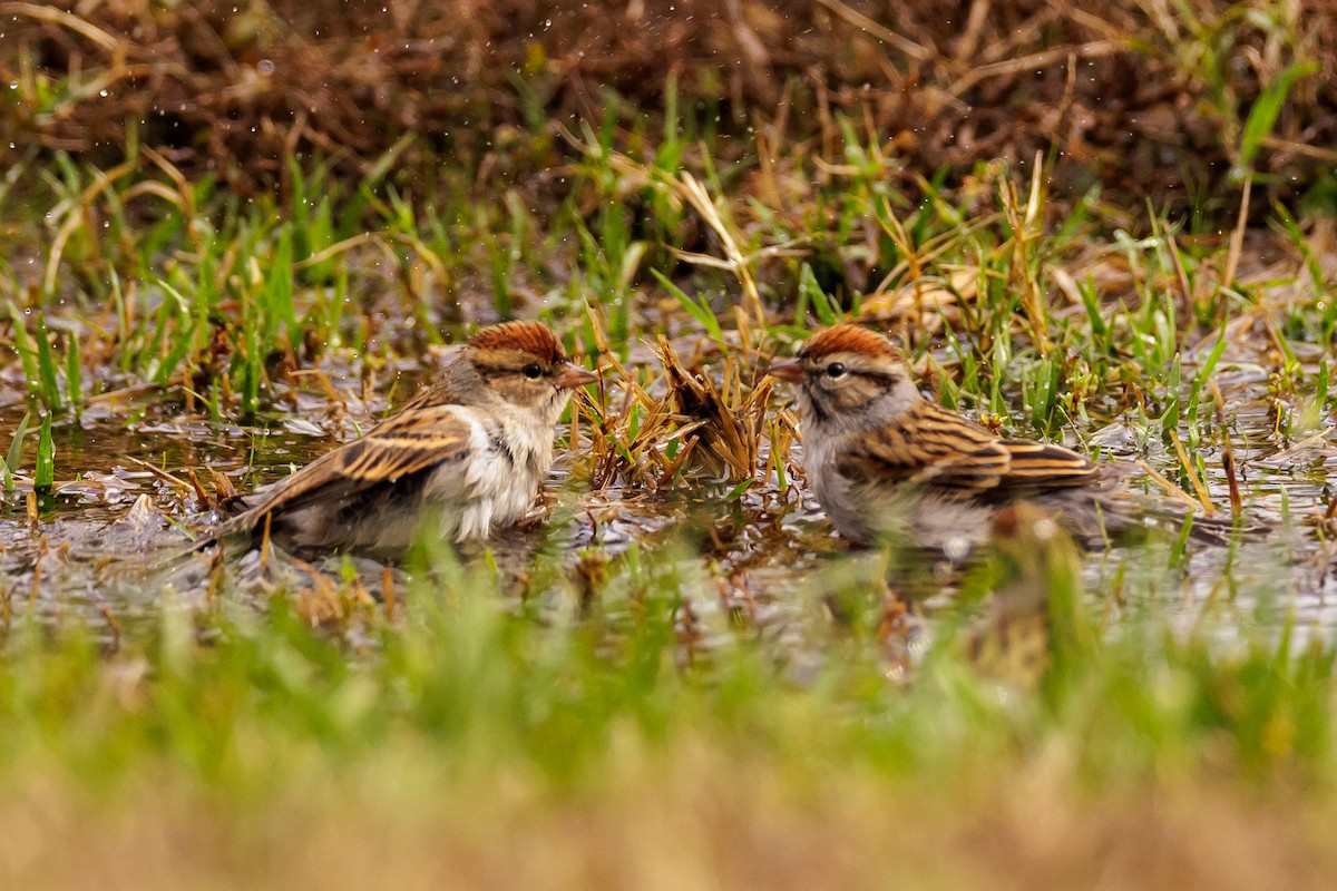 Chipping Sparrow - ML503168761