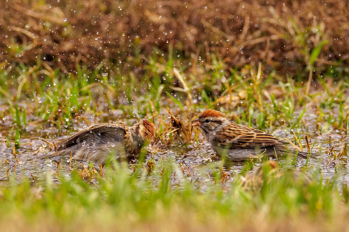 Chipping Sparrow - ML503168771