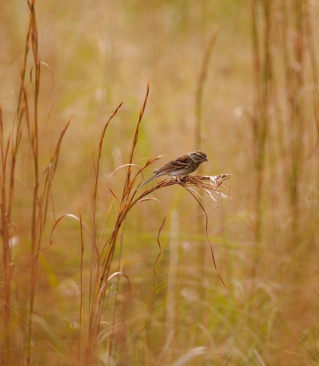 Chipping Sparrow - Ian McDonald