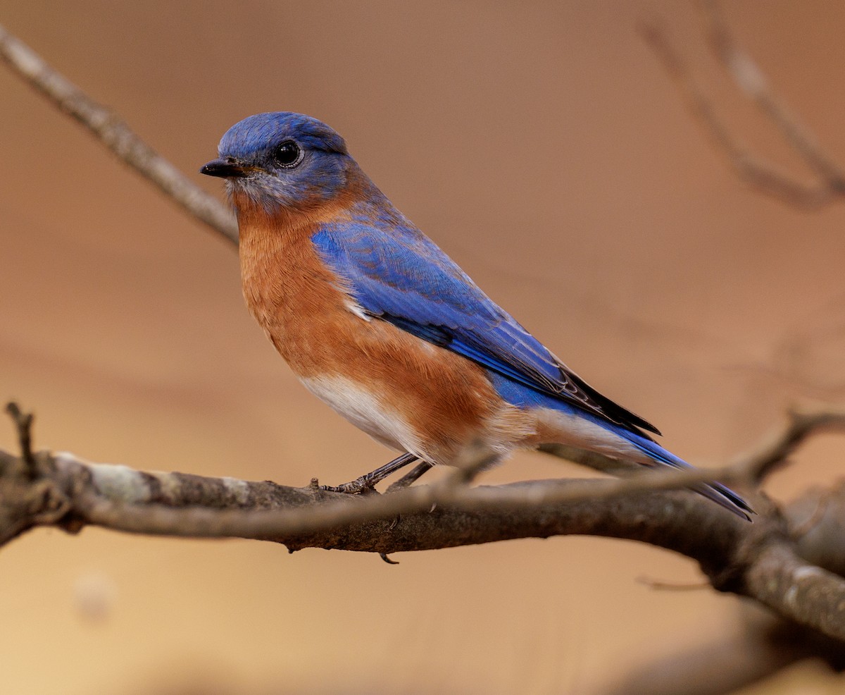 Eastern Bluebird - ML503169261
