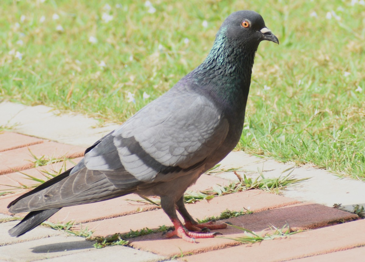 Rock Pigeon (Feral Pigeon) - ML503172301