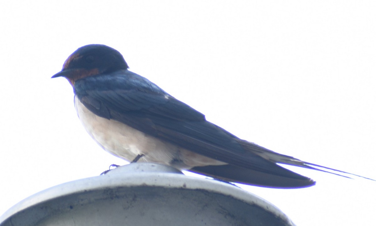 Barn Swallow - ML503172441