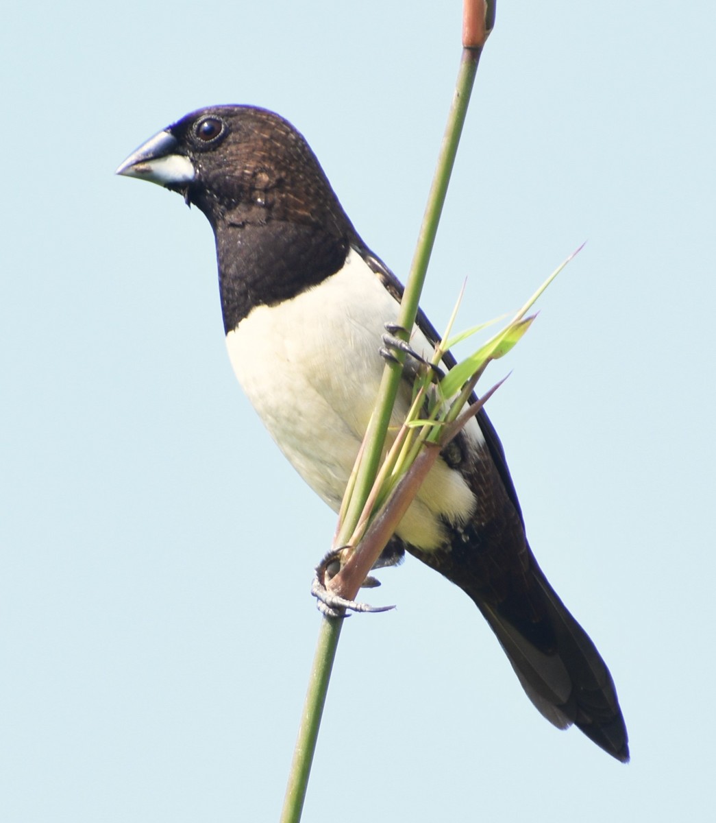 White-rumped Munia - ML503172561