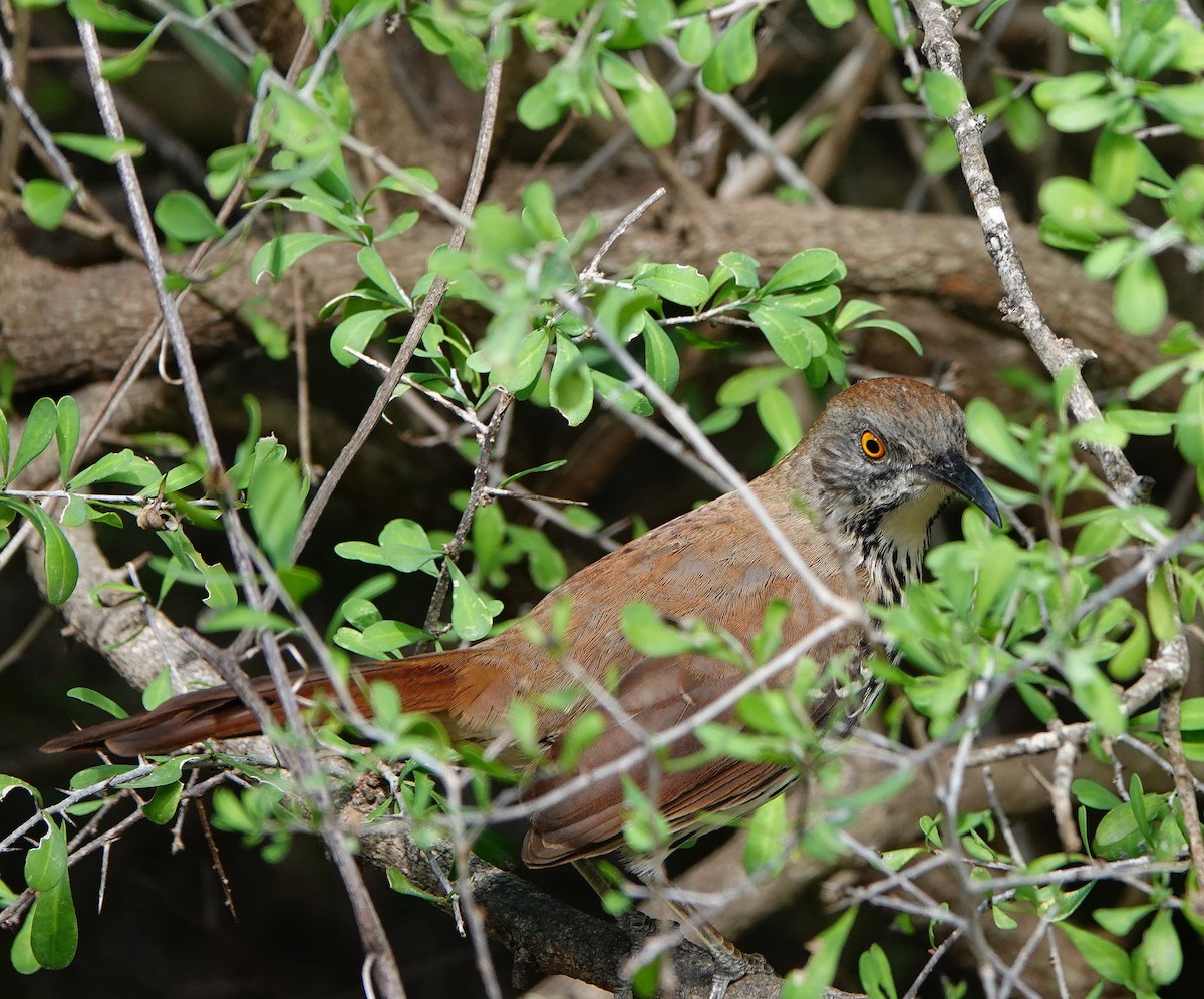 Long-billed Thrasher - ML503175121