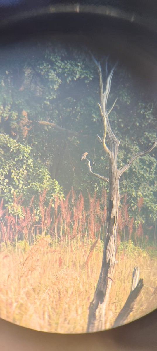 Eurasian Hoopoe - ML503176901