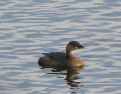 Pied-billed Grebe - ML503177411