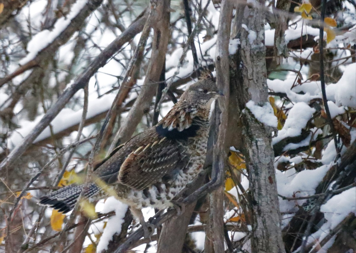 Ruffed Grouse - ML503179901