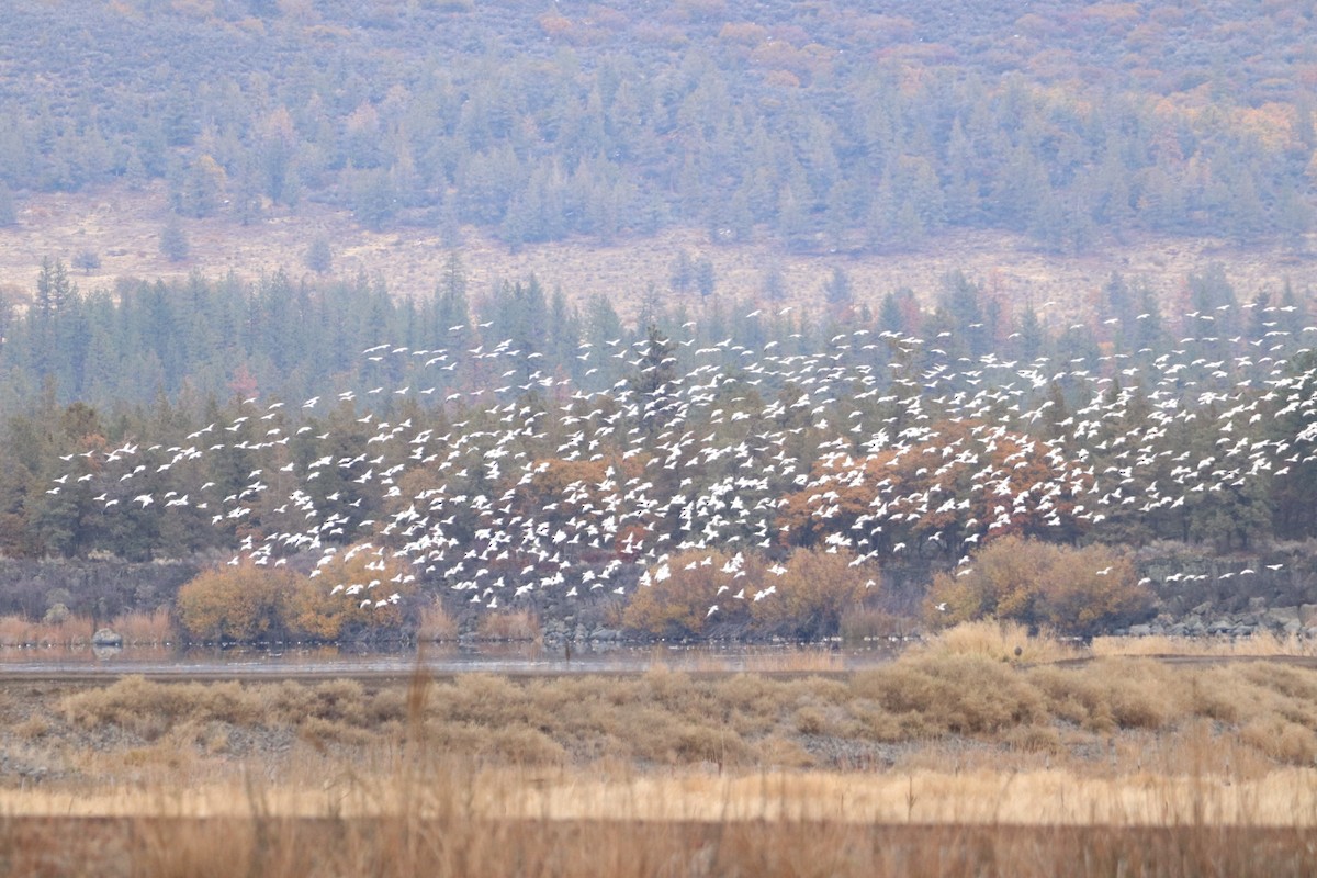 Цасны галуу - ML503180711