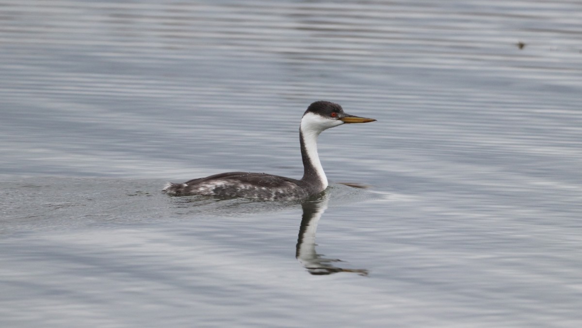 Western Grebe - Daniel Bye