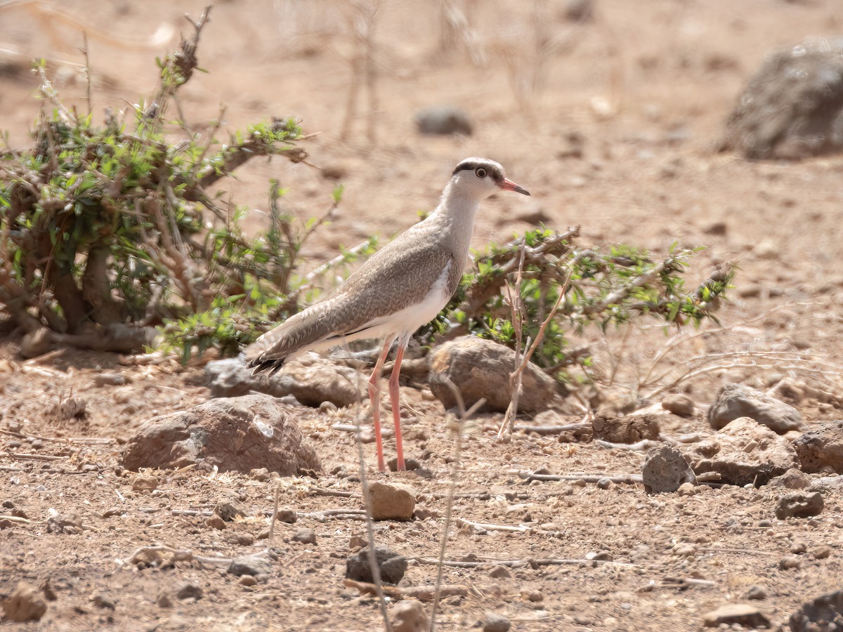 Crowned Lapwing - ML503182101