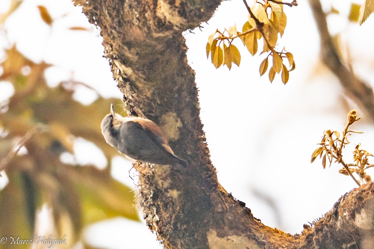 White-tailed Nuthatch - ML503184121