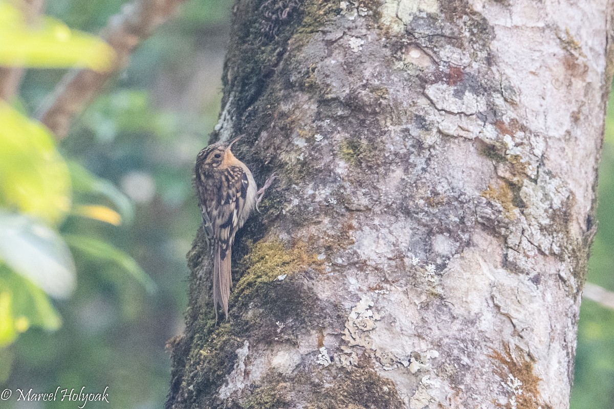 Hume's Treecreeper - ML503184241