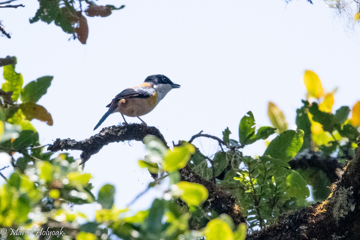 Black-headed Shrike-Babbler - ML503184741