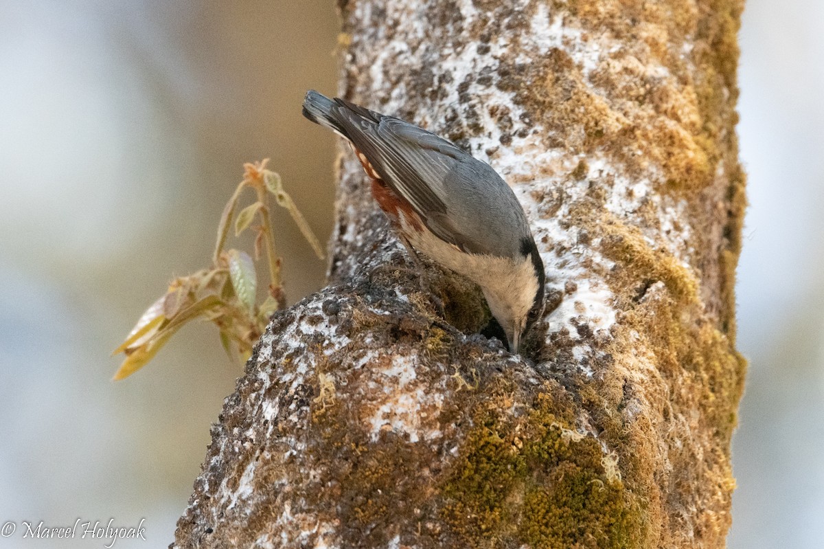 Chestnut-vented Nuthatch - ML503184891