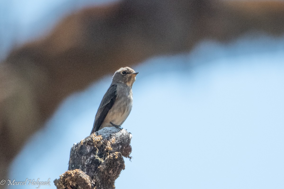 Dark-sided Flycatcher - ML503185071