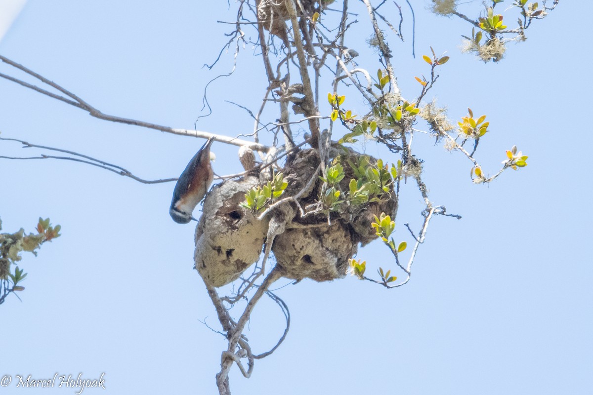 White-browed Nuthatch - ML503185291