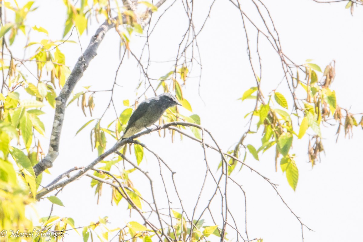 Black-winged Cuckooshrike - ML503185401