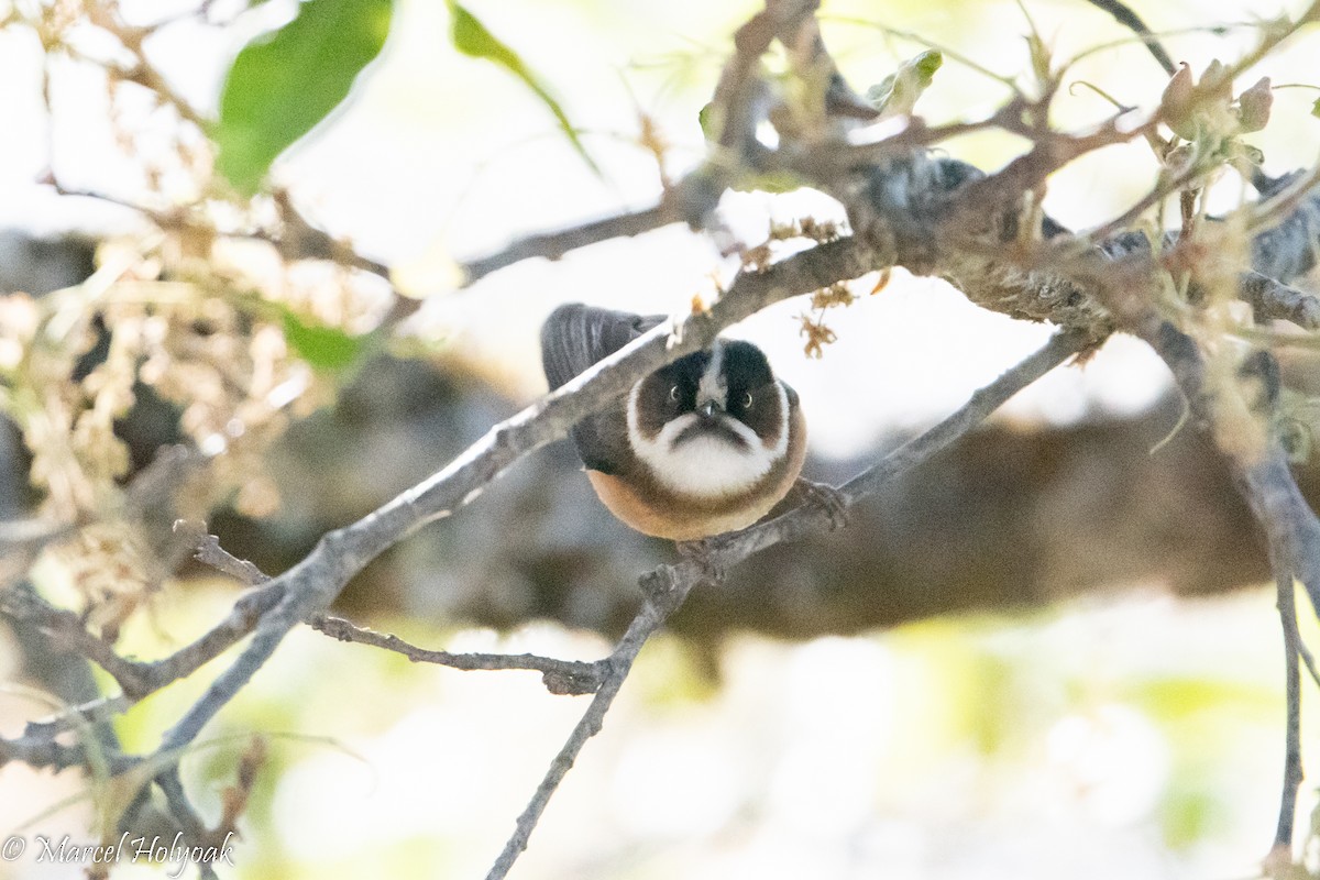 Black-browed Tit (Burmese) - ML503185781