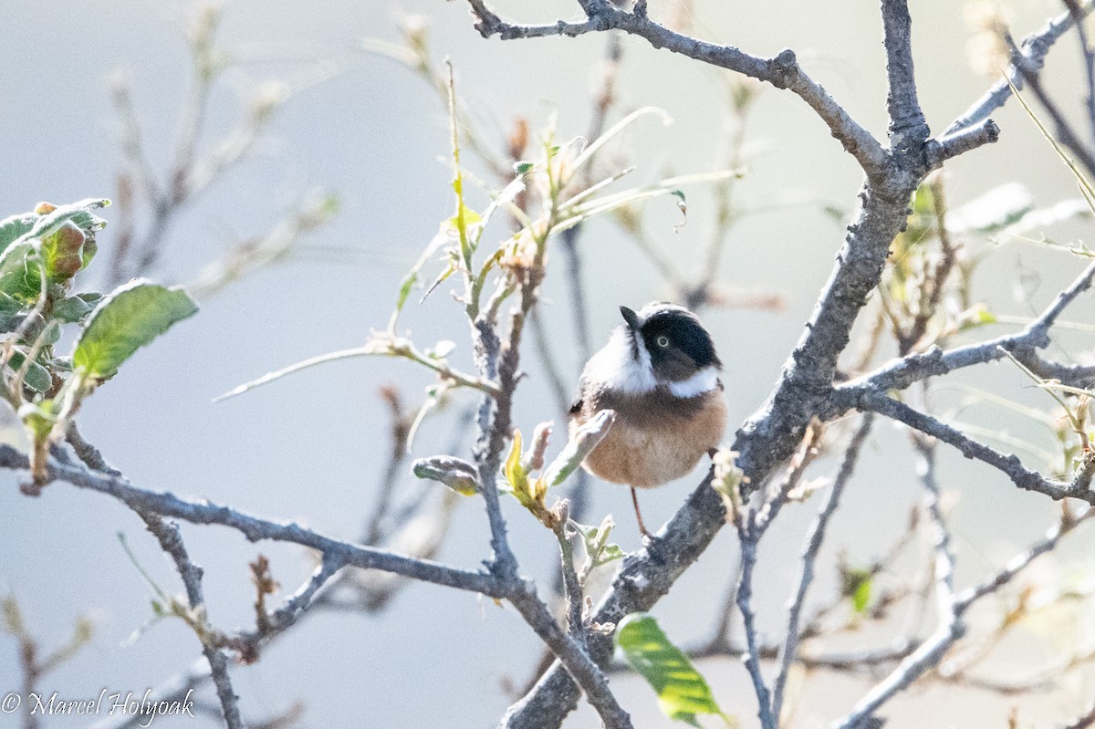 Black-browed Tit (Burmese) - Marcel Holyoak