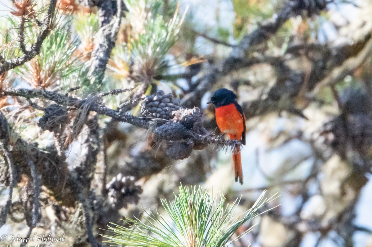 Long-tailed Minivet - ML503185921