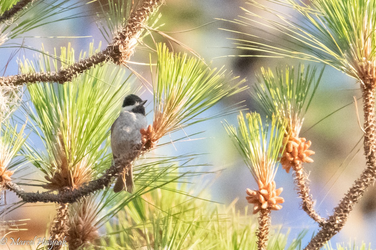 Black-bibbed Tit - ML503186341