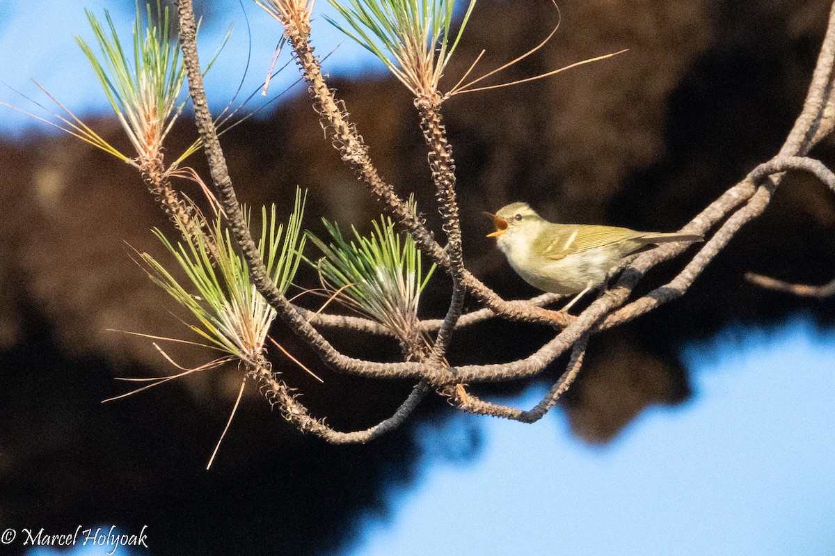 Blyth's Leaf Warbler - Marcel Holyoak