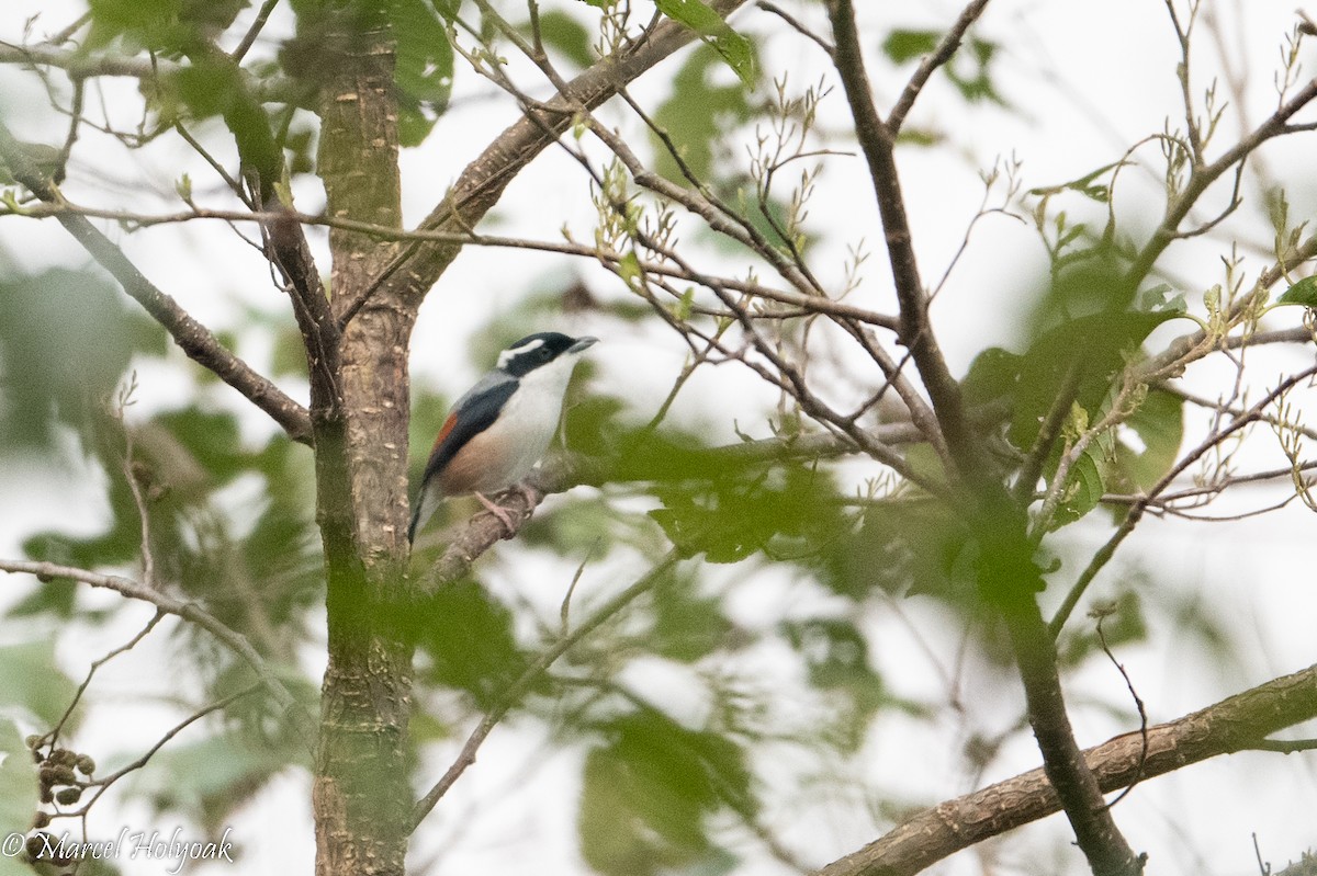 White-browed Shrike-Babbler - ML503186821