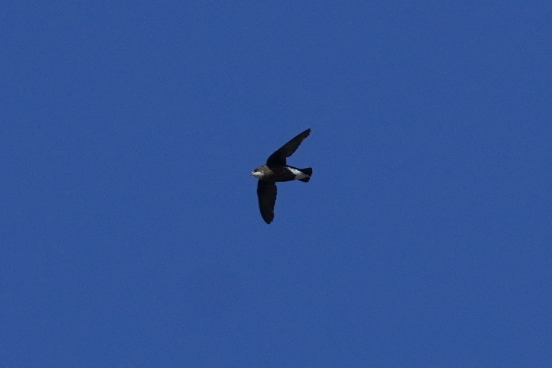 White-throated Needletail - ML503186871