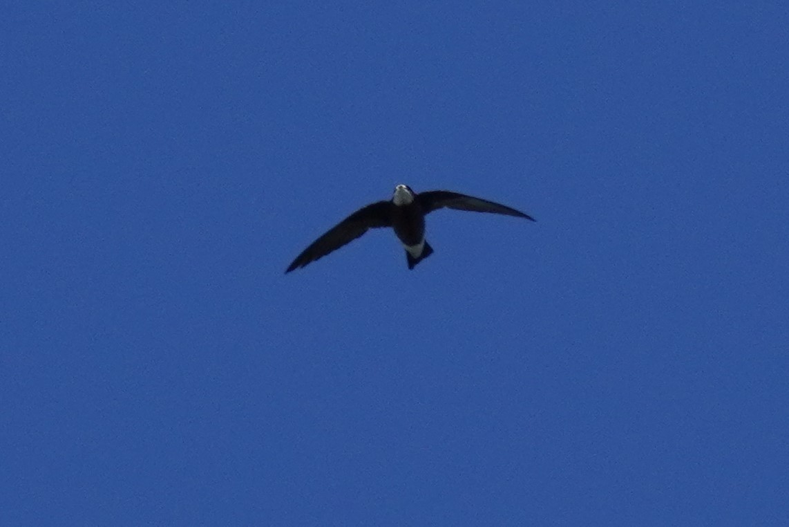 White-throated Needletail - ML503186881