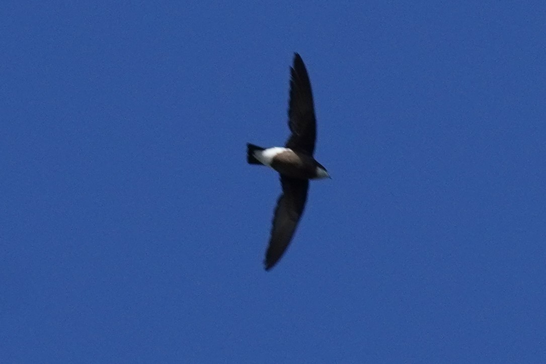 White-throated Needletail - ML503186891