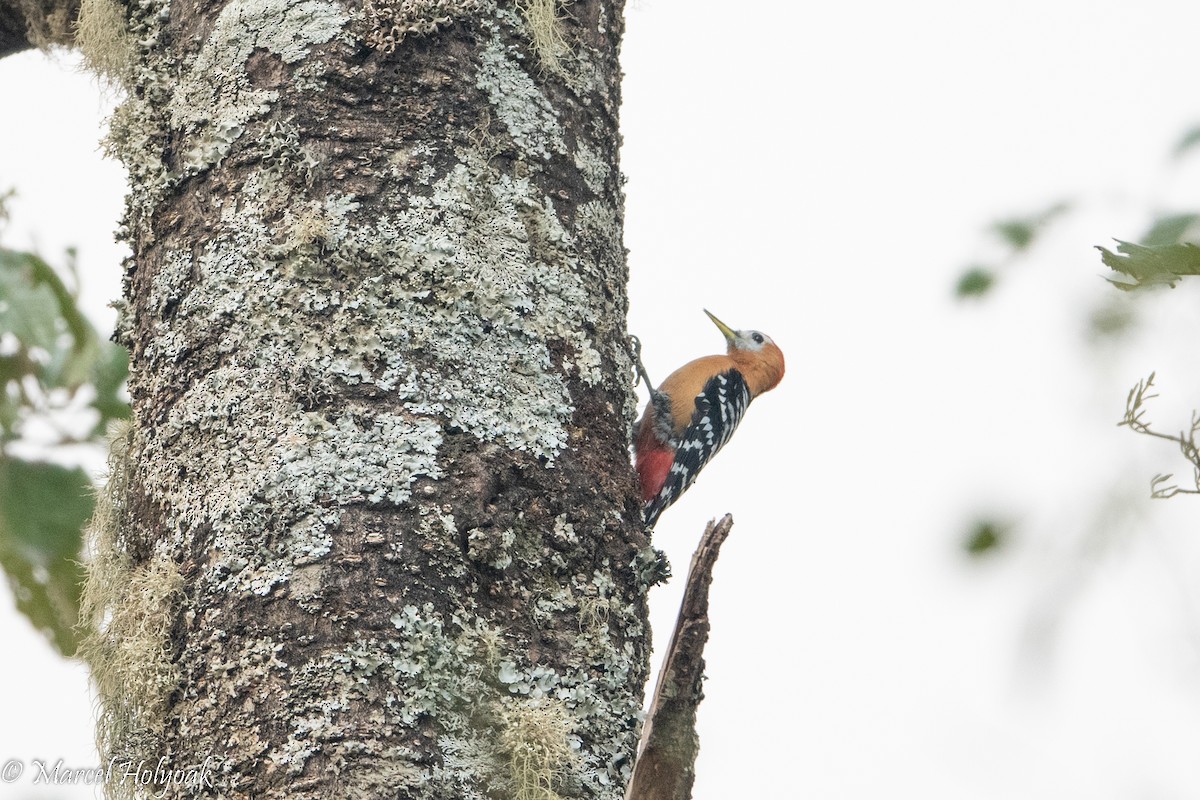 Rufous-bellied Woodpecker - ML503186921