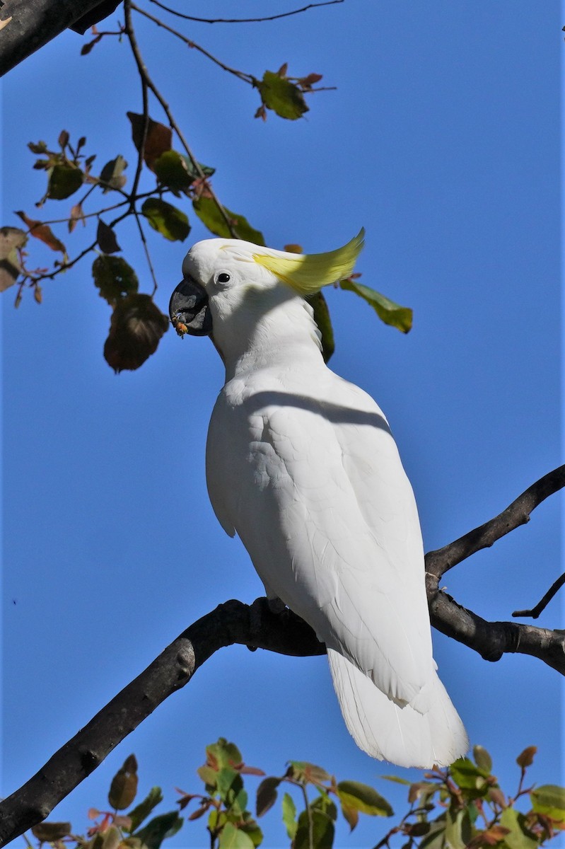 Sulphur-crested Cockatoo - ML503187041