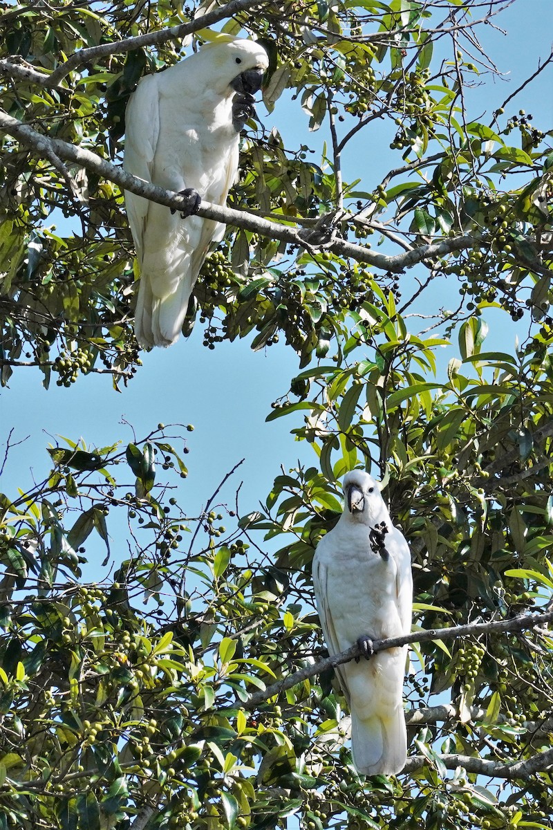 Sulphur-crested Cockatoo - ML503187051