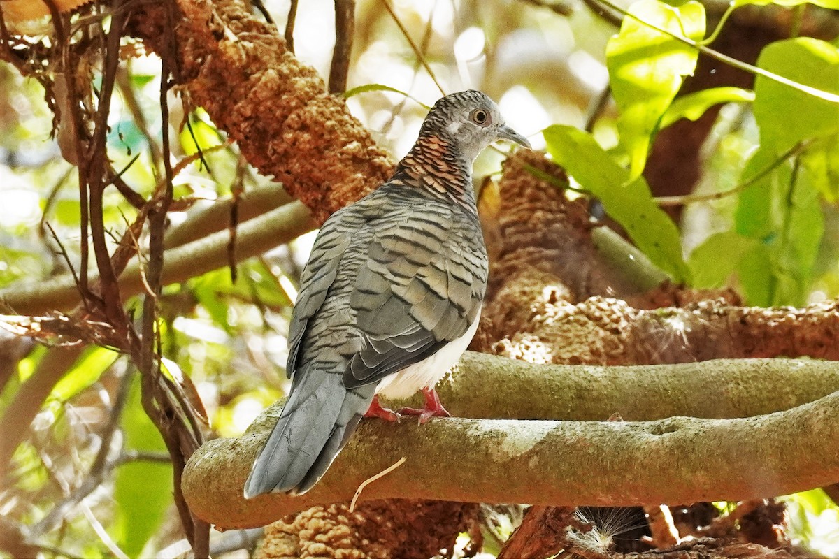 Bar-shouldered Dove - ML503187121