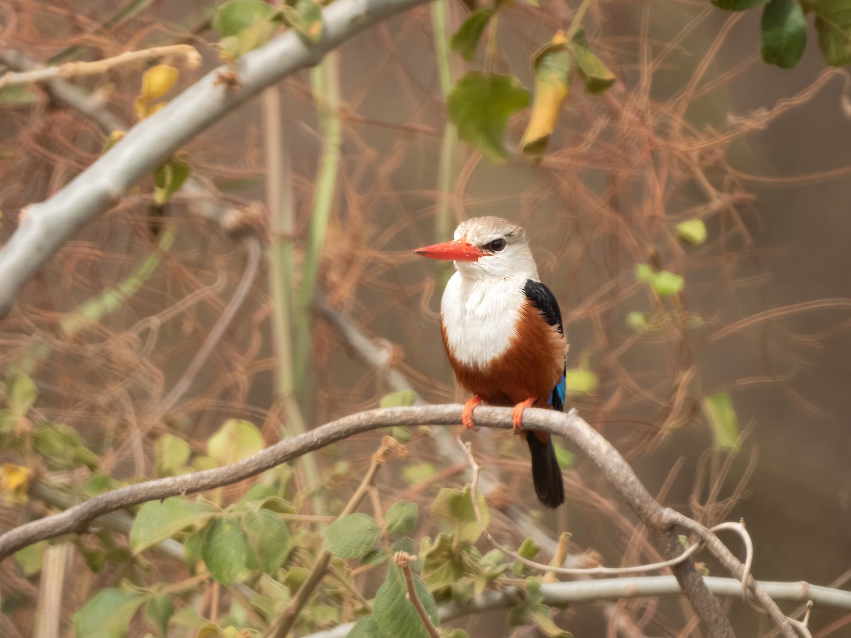 Gray-headed Kingfisher - ML503187151