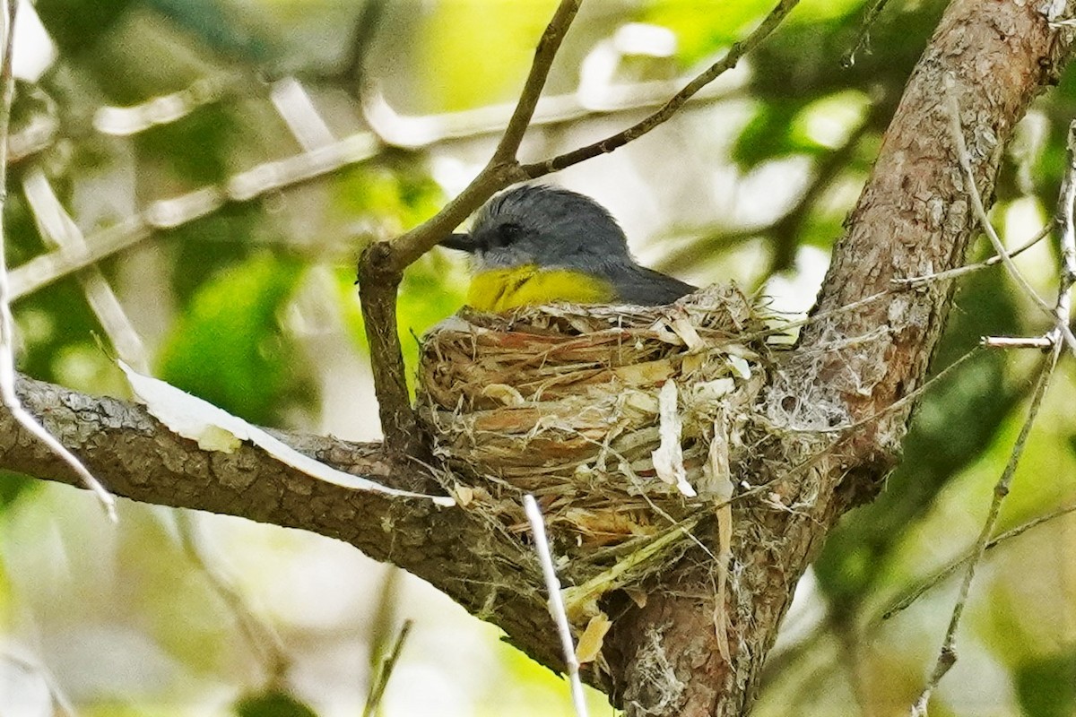 Eastern Yellow Robin - ML503187191