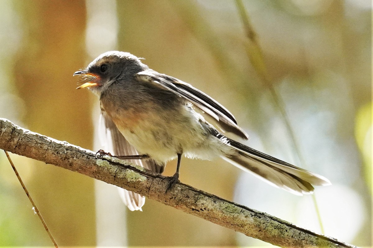 Gray Fantail - ML503187231