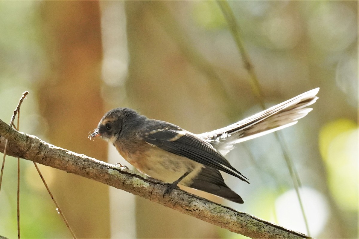 Gray Fantail - ML503187241