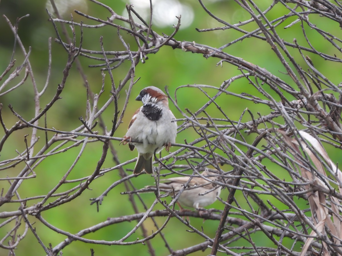 House Sparrow - ML503187441