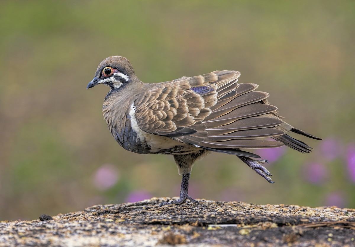 Squatter Pigeon - ML503187551